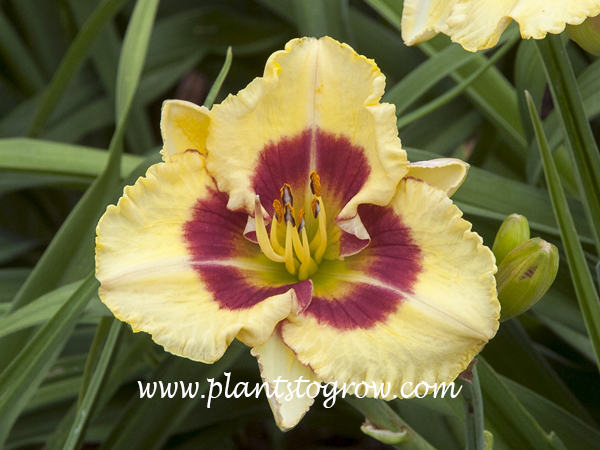 Monterrey Jack Daylily
height 24 in.
dormant, Tetraploid, 
Early season
cream yellow red eyezone, green throat
Trimmer, 1996